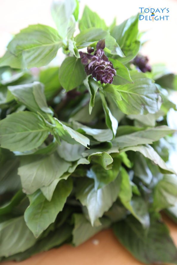 Thai basil leaves is Today's Delight