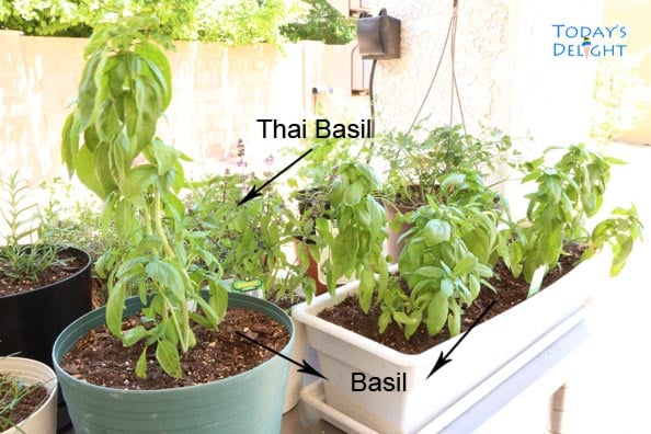 Basil and other herbs planted in containers.