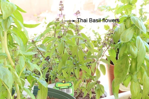 Basil and other herbs planted in containers.