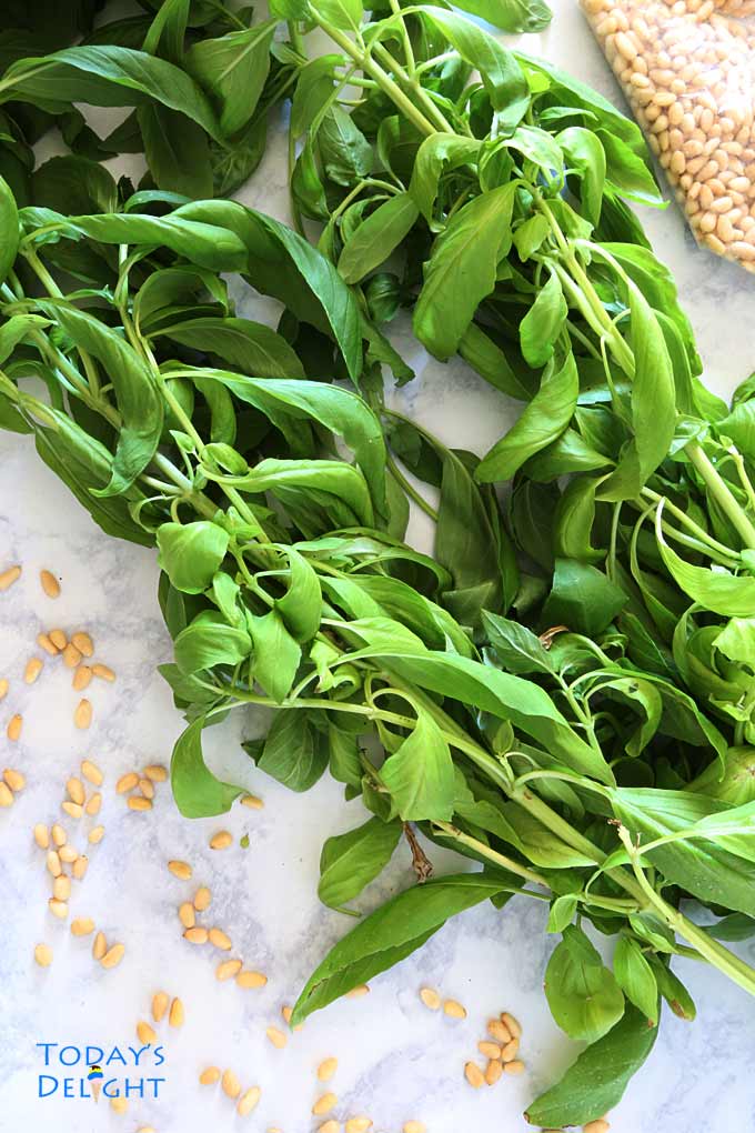 Basil in stem and pine nuts.