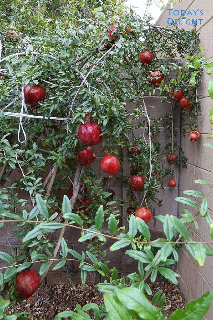 Fruit bearing pomegranate tree or shrub.
