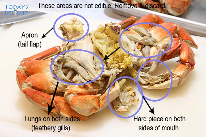 Body of dungeness crab.