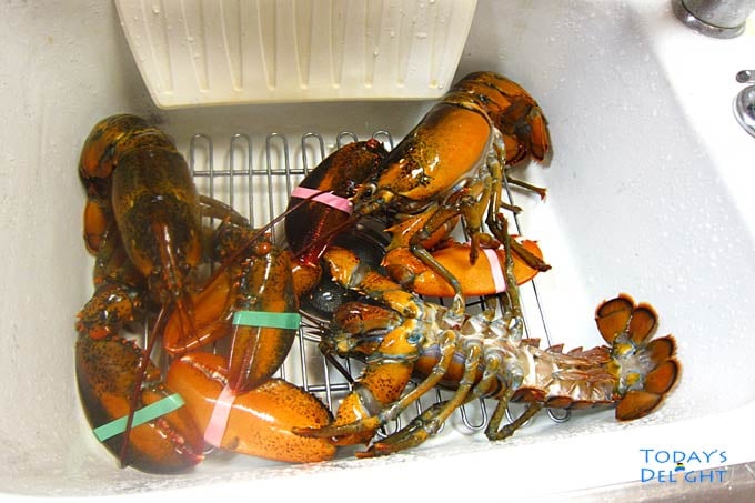 Lobster in sink.