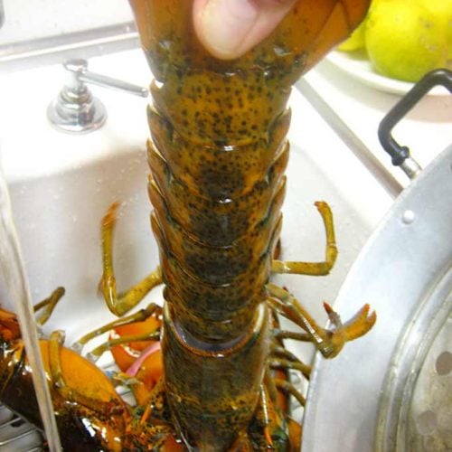 Lobster washed in running hot water.