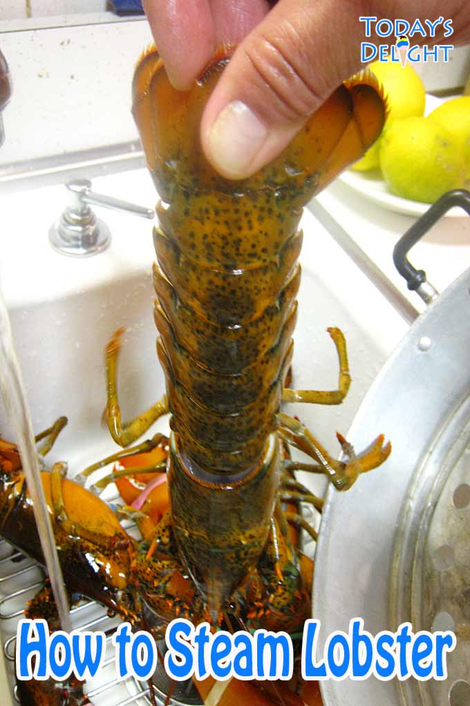 Lobster washed in running hot water.