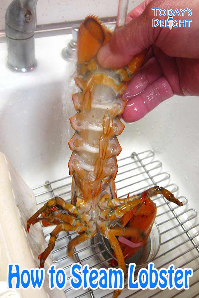 Washing back of lobster.