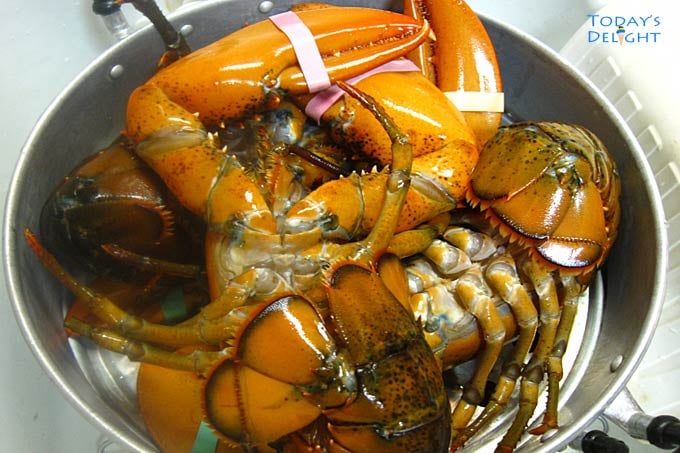 Steaming lobster.