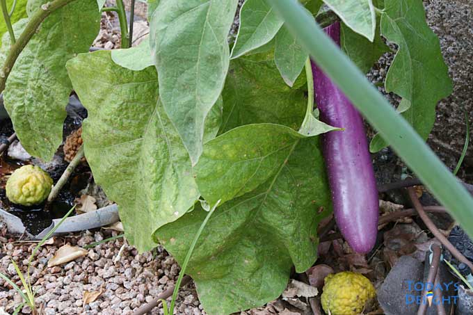 Eggplant in my backyard.
