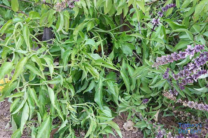 Poblano pepper growing in my garden.