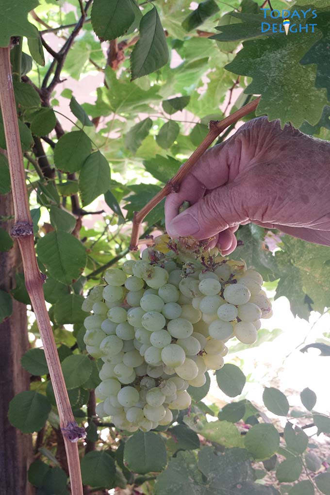 My Thompson grapevine & my mom holding the grapes.