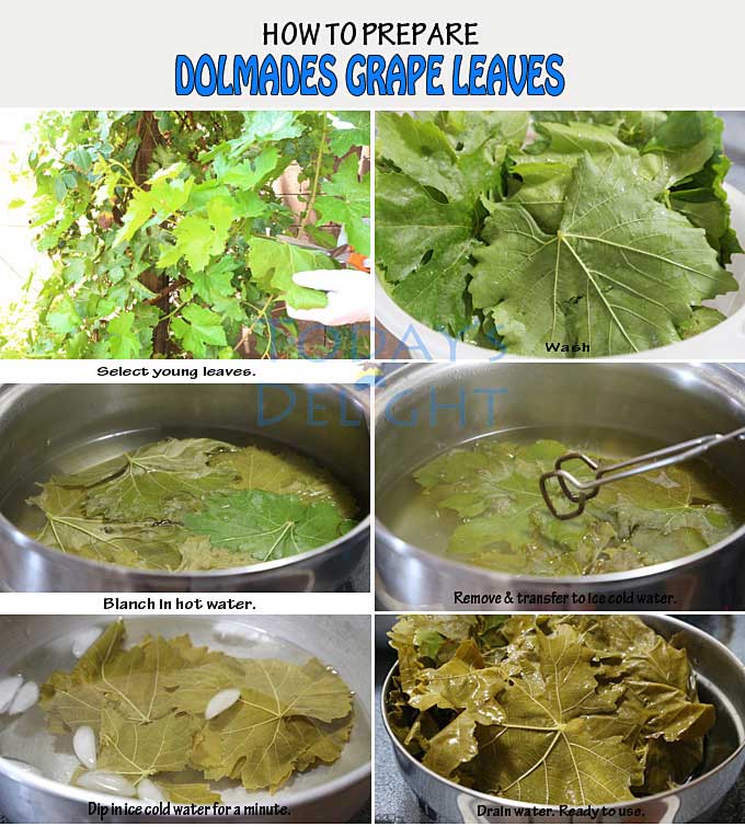 Step by step preparing dolmades fresh grape leaves.