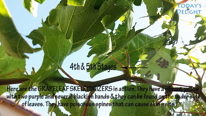Grapeleaf skeletonizers attacking and damaging my grapevine.