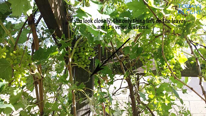 Grapes are not eaten by grapeleaf skeletonizers but they eat all the leaves.