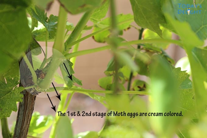 1st & 2nd stages of grapeleaf skeletonizer eggs.