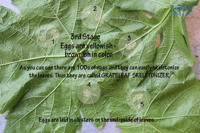 100s of grapeleaf skeletonizer eggs on the underside of grape leaves.