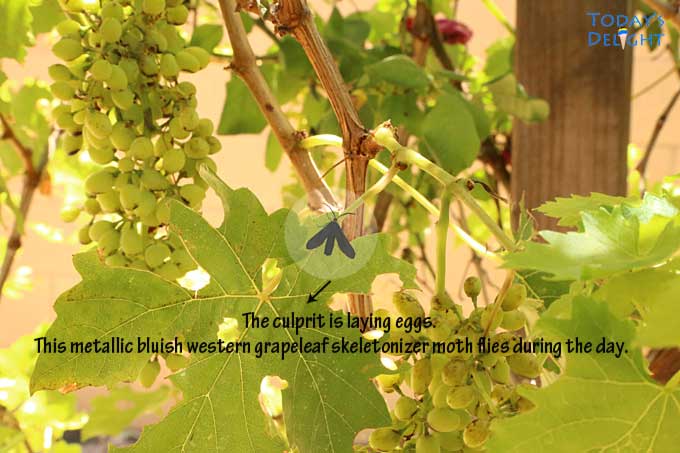 Bluish moth laying egg on grape leaves.