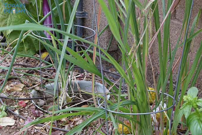 Lemongrass plant.